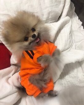 Pomeranian chlapček