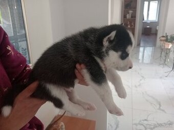SIBÍRSKY HUSKY