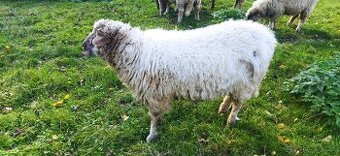 ovečka a baranček na predaj