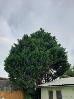 darujem drevo za vypýlenie stromov