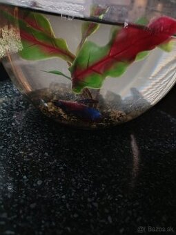 Akvárium a bojovnícu