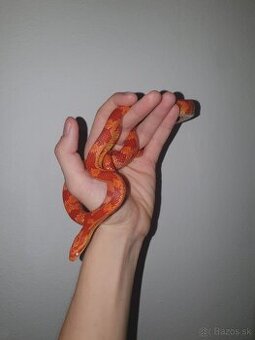 Užovka červená - 1