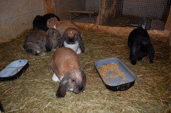 Králiky francúzsky baran