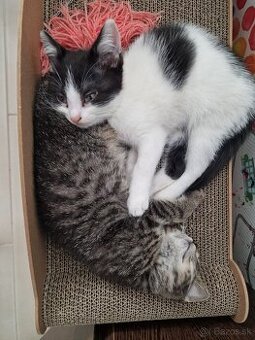 Polobritské maciatka