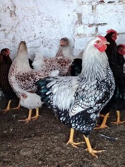 Predám krásnu Kohút strevornu wyandotku