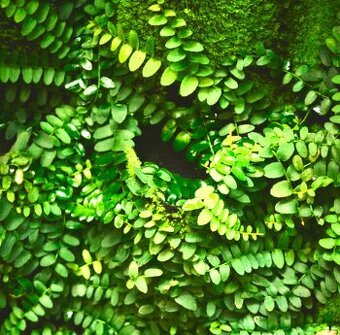 Popínavá rastlina Marcgravia sp. Peru