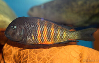 Tropheus ubwari