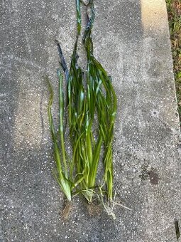 Valisneria gigantea, Crinum calamistratum, Nymphoides Taiwan