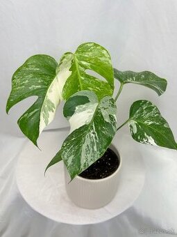 Monstera Deliciosa Albo variegata