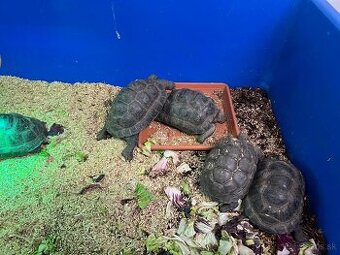 Korytnačka obrovská- Aldabrachelys Gigantea