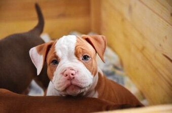 Psík American bully s pp na predaj