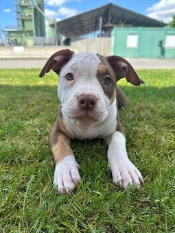 Psík a fenka American bully s pp