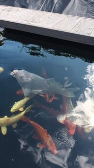 Koi kapre, japonske