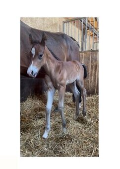 Bay hřebec American Quarter Horse s reiningovým původem