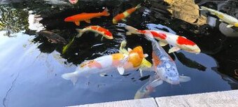 Koi kapre