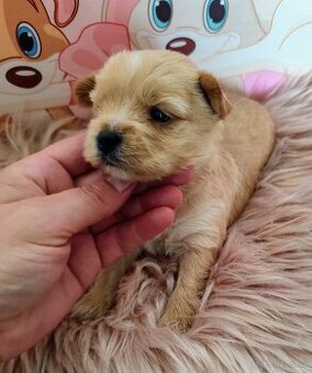 Golddust Yorkshire terrier