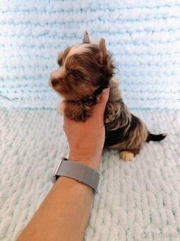 Choco, Chocolate Yorkshire terrier