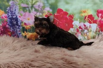 Choco, Chocolate Yorkshire terrier