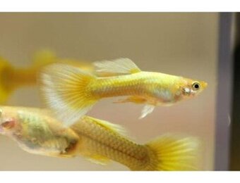 Poecilia reticulata Full gold