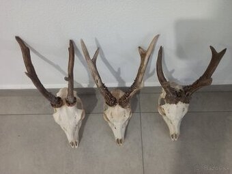 Parohy, parožie, zhody, trofeje