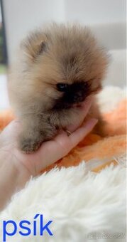 Pomeranian mini Boo