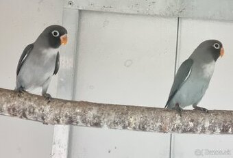 Agapornis hnedohlavý