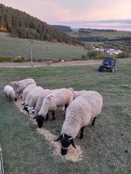 Suffolk texel ille de france