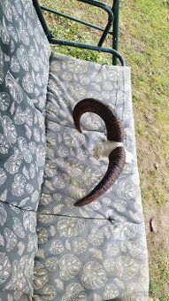 Predám trofej Muflona parožie zhody trofeje. - 1