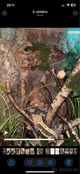 Tri pagekóny riasnaté-samec a dve samičky