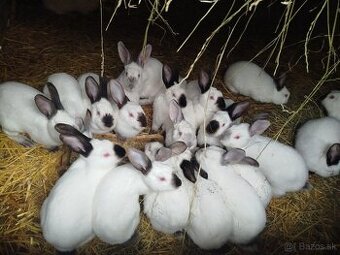 Králiky na chov