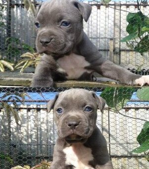 Americký stafordshirský teriér modrý