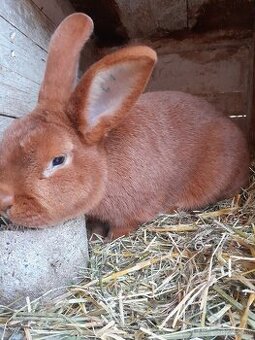 Novozélandský červený