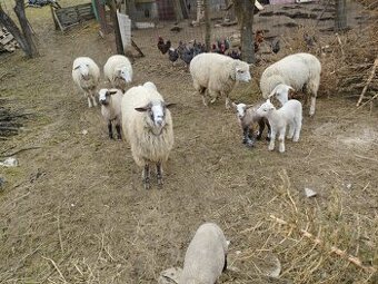 Predám ovce  a jahňatá.
