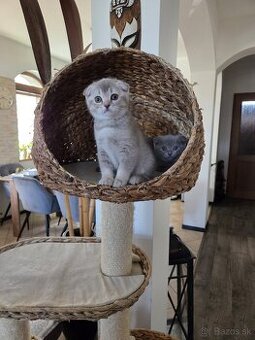 Škótske klapouché mačiatka