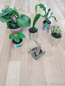 Mix izbových rastlín