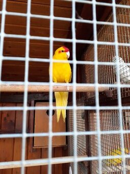 kakariki