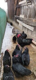 Nasadové vajíčka australorp