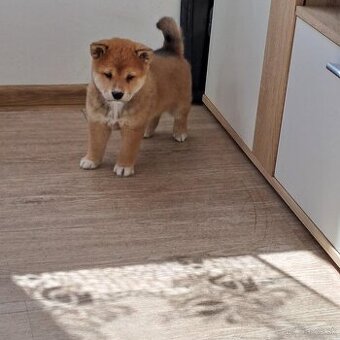 Shiba inu
