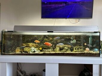 Akvarium s rybičkami