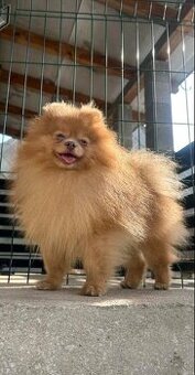 Pomeranian psik