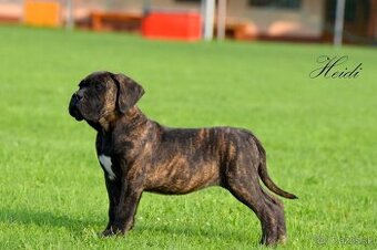 Cane Corso štěňata s FCI P