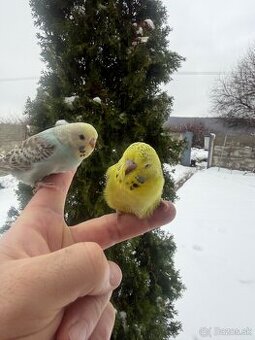 Andulky mlada Maznačik