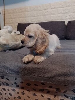 Americký kokrspanel