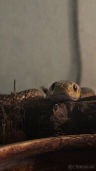 Pantherophis obsoletus - užovka čierna samica