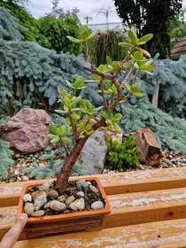 Sukulentný bonsaj 2 - tučnolist s bonsaj miskou - 1