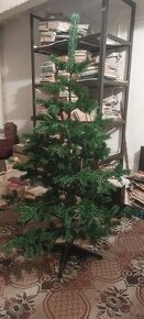 Darujem vianočný stromček 150 cm