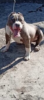 American bully