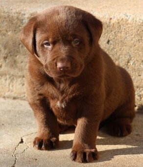 Kúpim Labradora