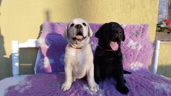 Labrador s PP žlté a čierne šteniatka