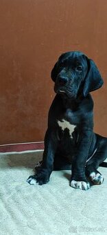 Nemecká doga